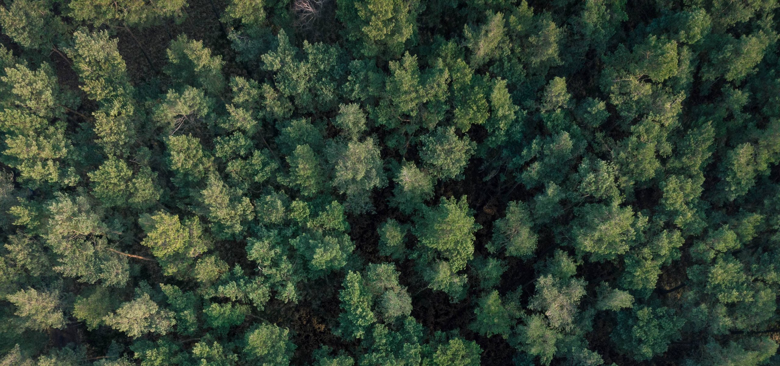 forest trees viewed from top